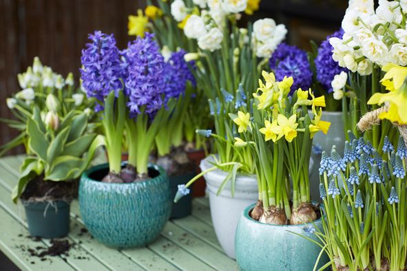 Tuinplant van de Maand februari: Voorjaarsbollen op pot Tuinplant van de Maand februari: Voorjaarsbollen op pot