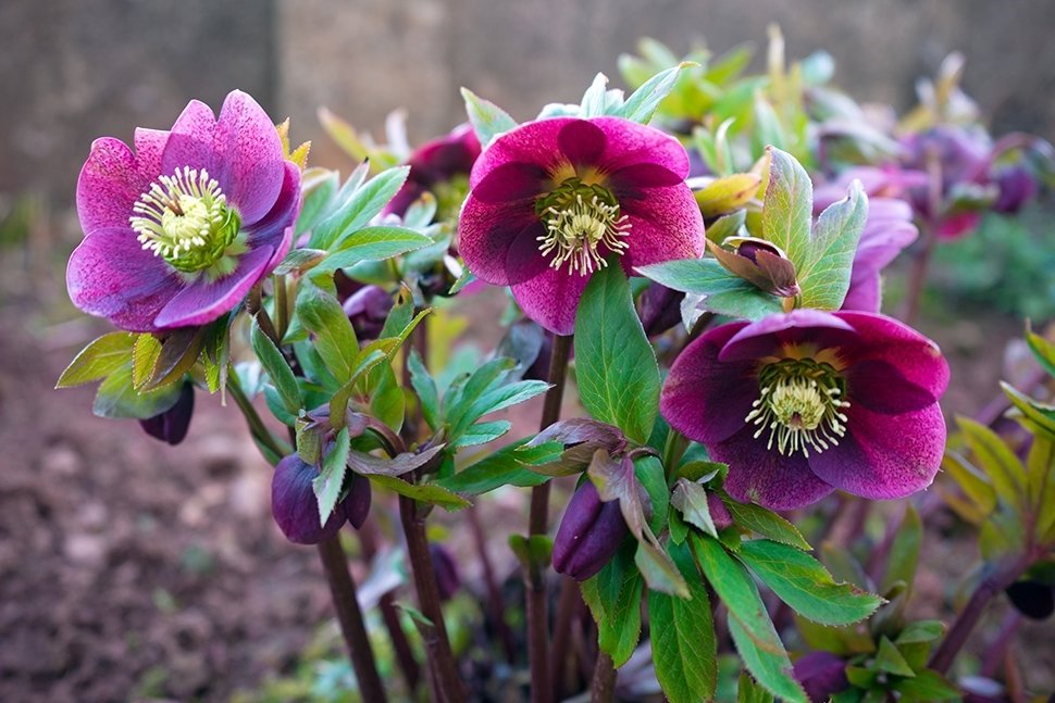 Tuinplant van de maand januari: kerstroos Tuinplant van de maand januari: kerstroos
