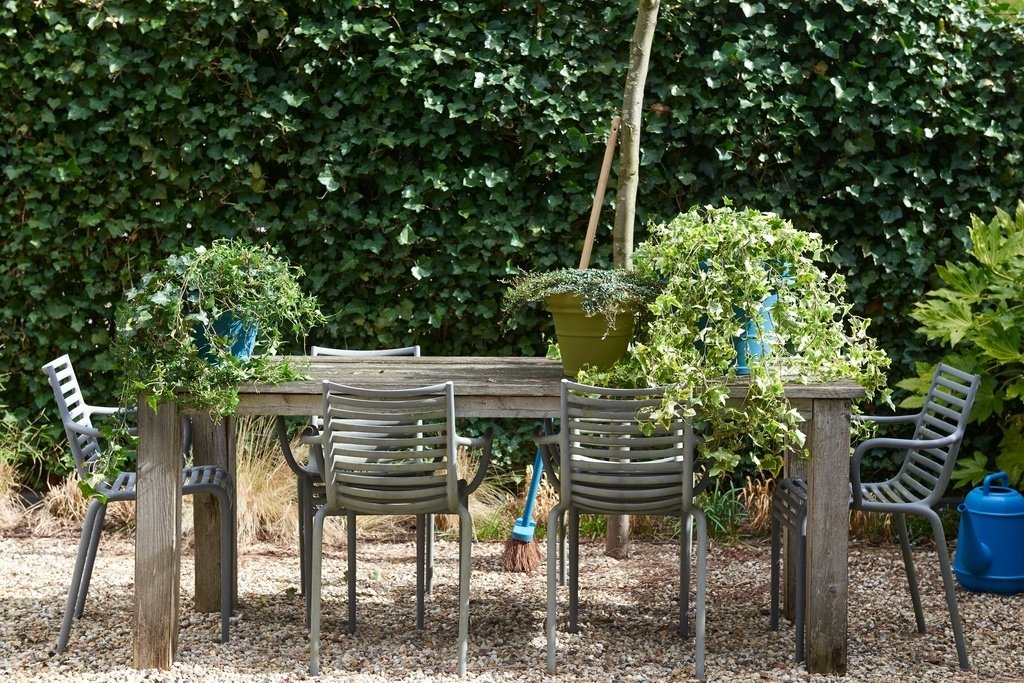 Tuinplant van de Maand maart: Hedera Tuinplant van de Maand maart: Hedera