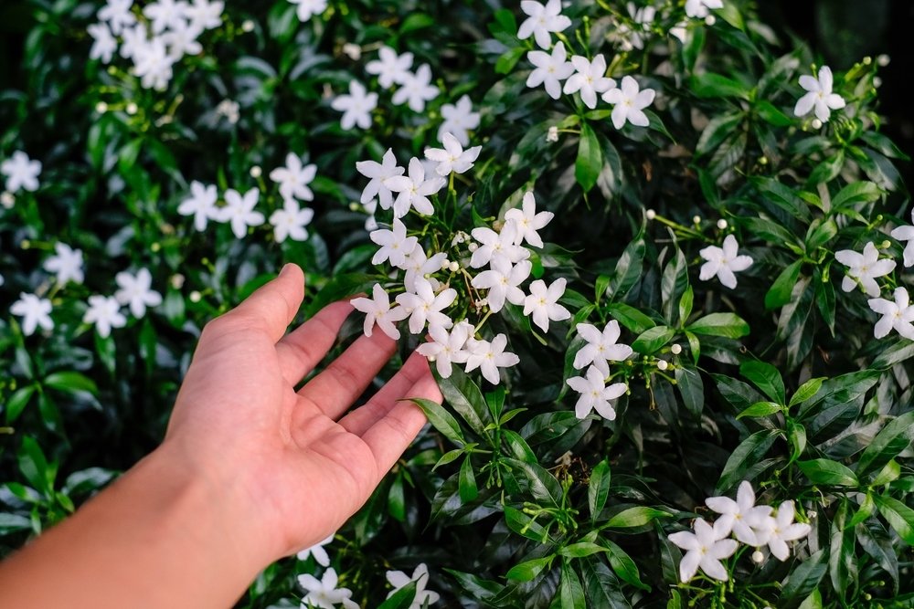 Tuinplanten met zomerse geuren Tuinplanten met zomerse geuren