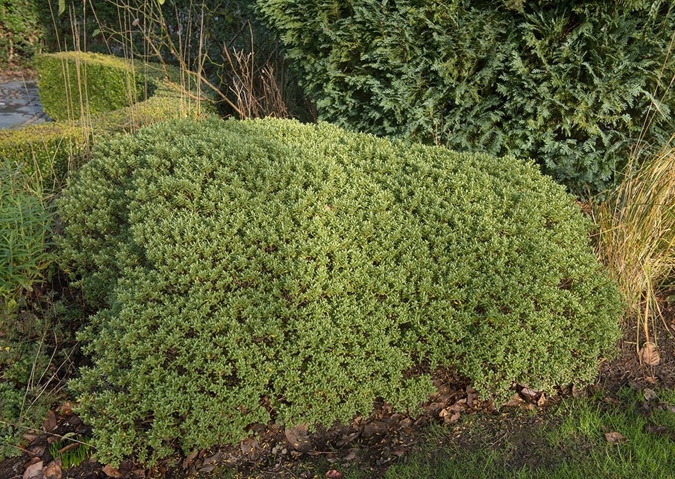 Tuintips februari Tuintips februari