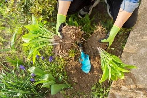 Tuintips maart Tuintips maart