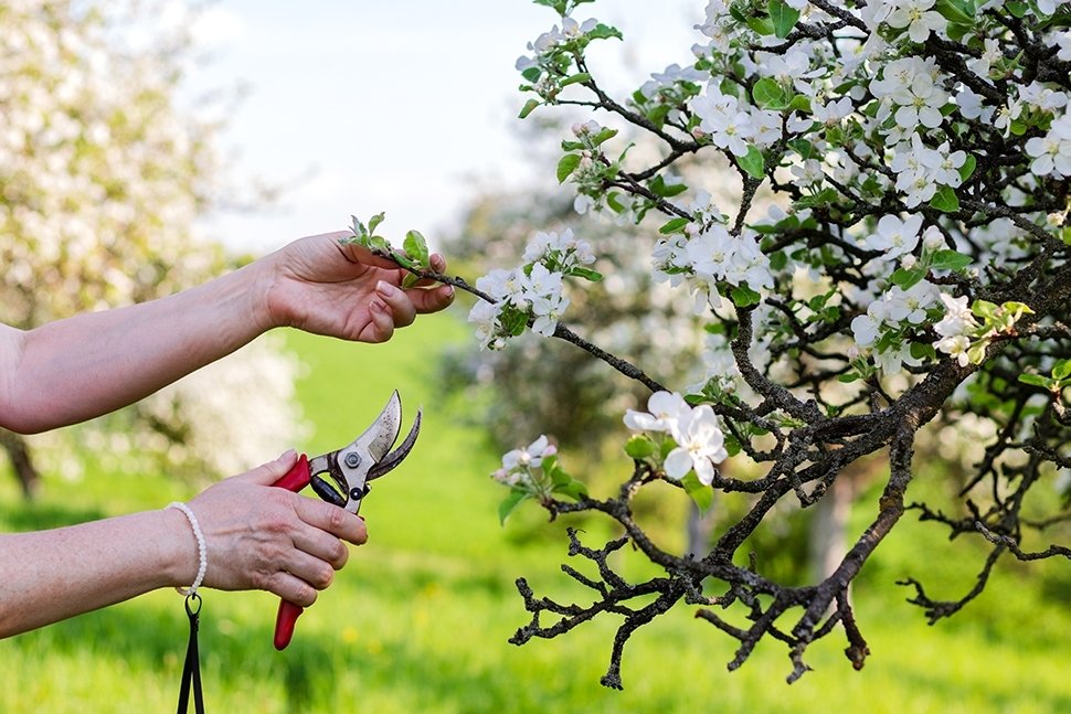Tuintips maart Tuintips maart
