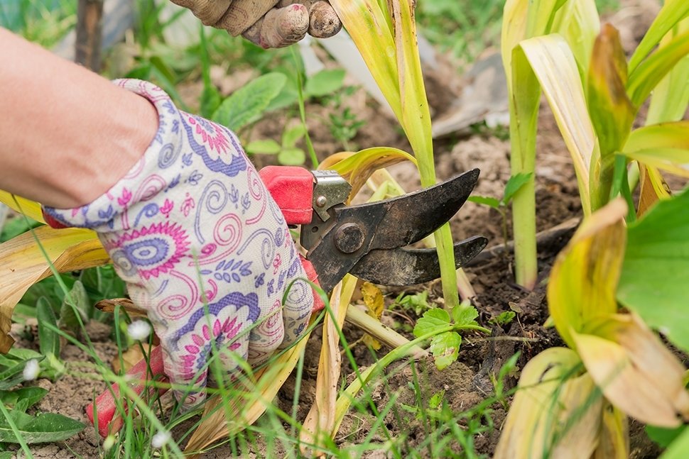 Tuintips Mei Tuintips Mei