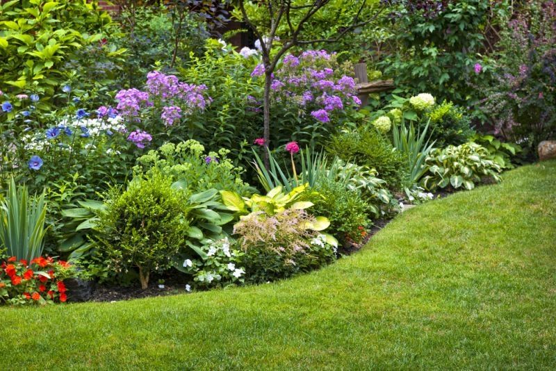 Vaste planten Vaste planten
