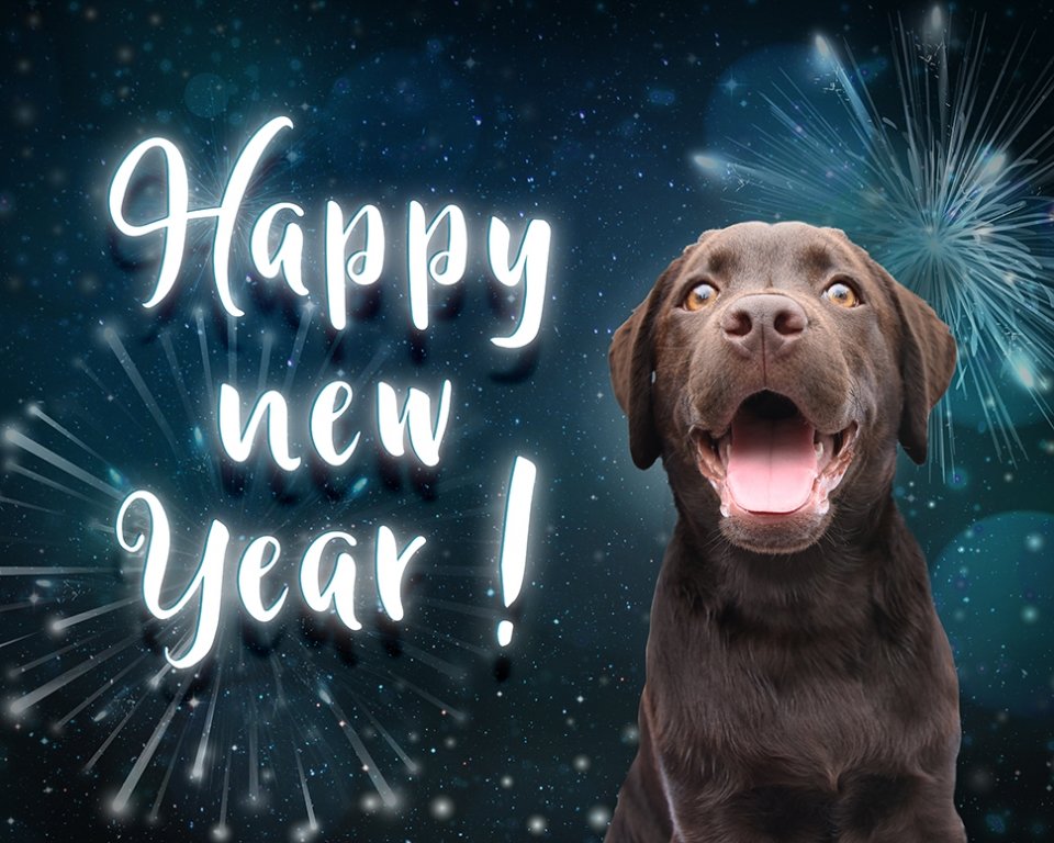Veilige feestdagen voor hond en kat Veilige feestdagen voor hond en kat