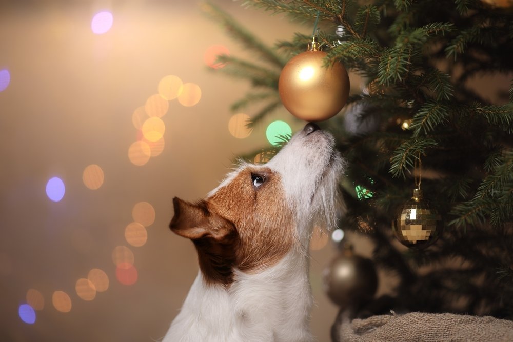 Veiligheidtips voor de feestdagen Veiligheidtips voor de feestdagen