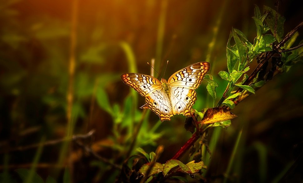 Vlinders tellen en vlindervriendelijk tuinieren Vlinders tellen en vlindervriendelijk tuinieren