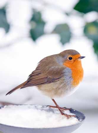 Vogels voeren Vogels voeren