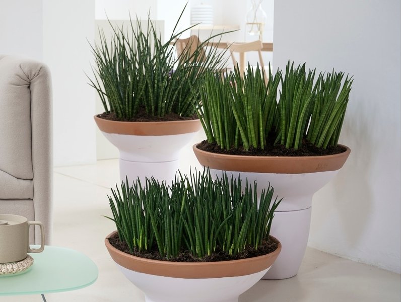 Vrouwentong: Woonplant van de maand november 2020 Vrouwentong: Woonplant van de maand november 2020
