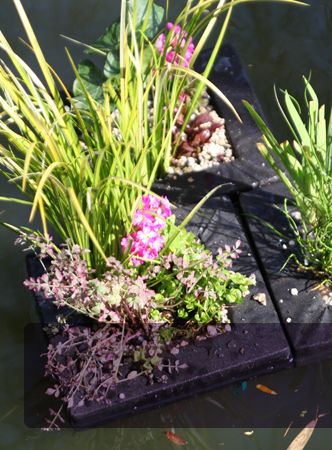 Waterplanten Waterplanten