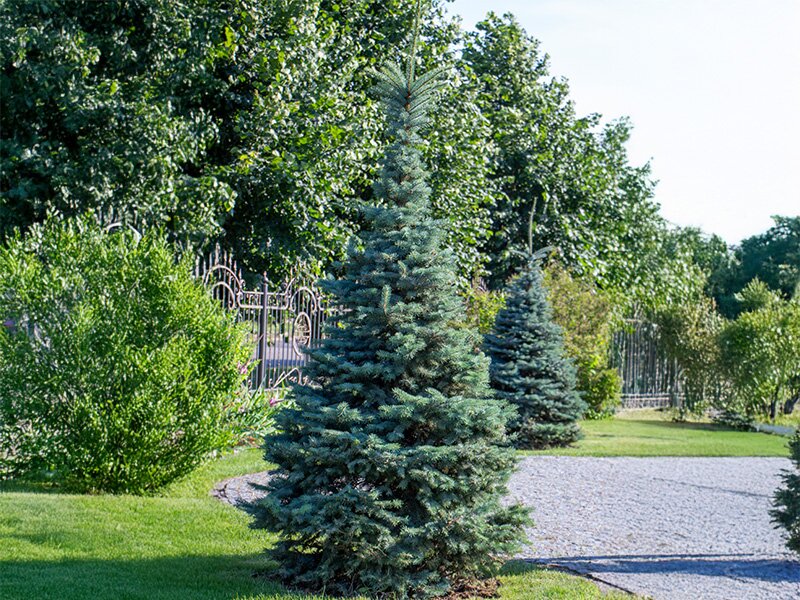 Welke buitenkerstboom is het meest geschikt voor in de tuin?
