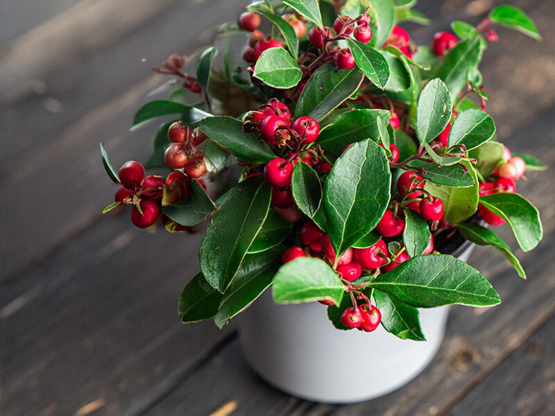 Welke kamerplanten passen goed bij de kerstsfeer?