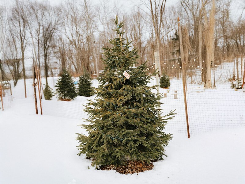 Welke kerstboom verliest het minste naalden?