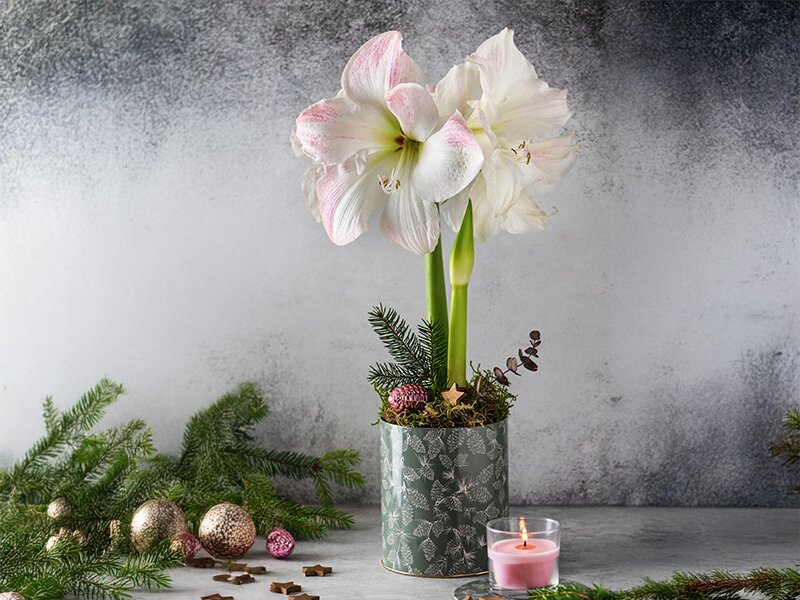 Welke winterbloemen brengen extra sfeer in huis?