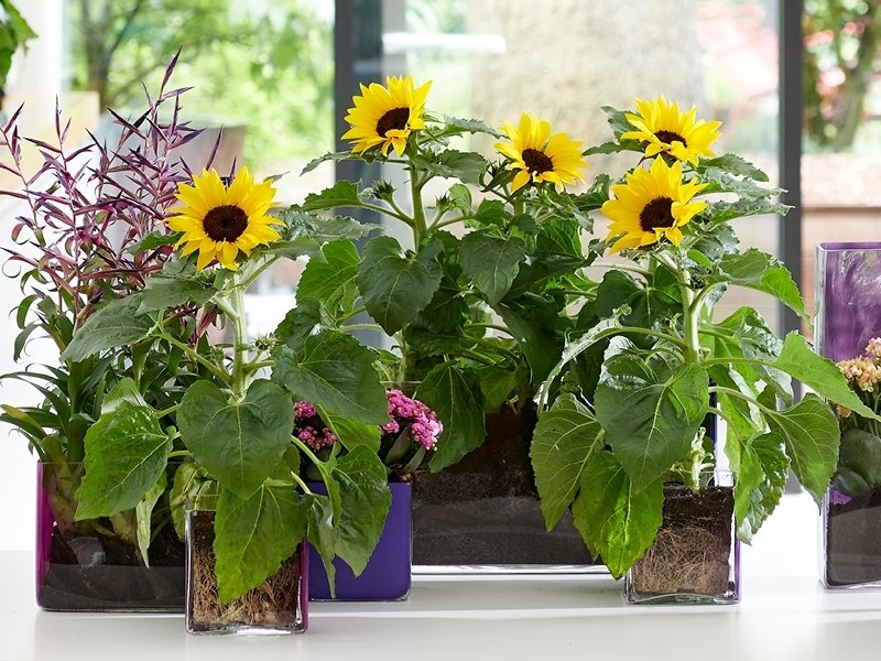 Woonplant Juni: Het verhaal van Zonnebloem Woonplant Juni: Het verhaal van Zonnebloem