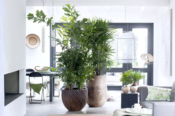 Woonplant van de maand: Exclusieve palmen Woonplant van de maand: Exclusieve palmen