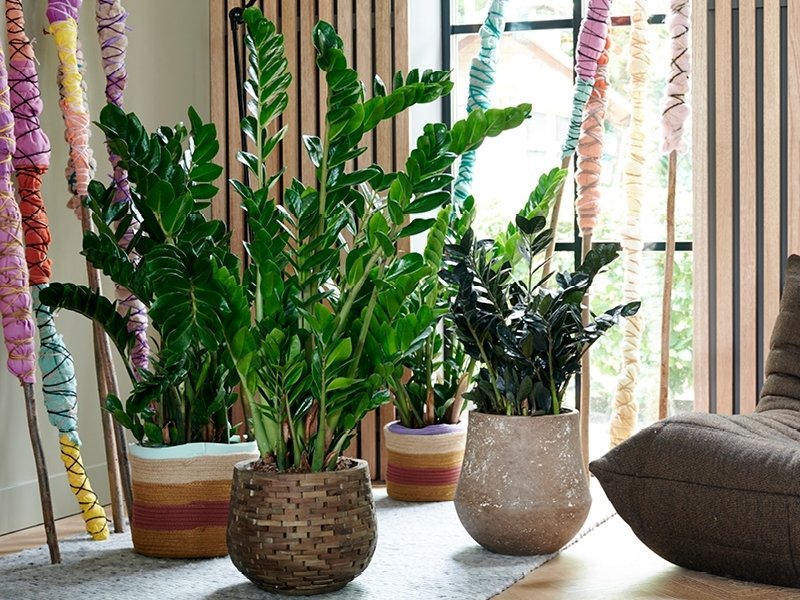 Zamioculcas: Woonplant van de maand januari 2020 Zamioculcas: Woonplant van de maand januari 2020