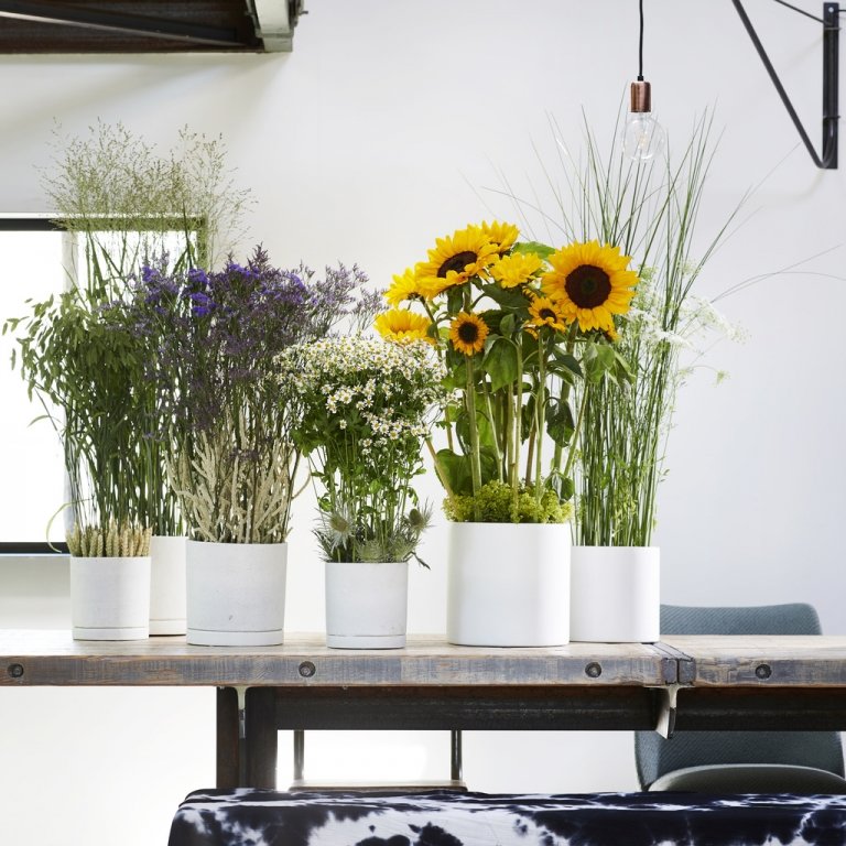 Zomerbloemen staan in juli op de Bloemenagenda Zomerbloemen staan in juli op de Bloemenagenda