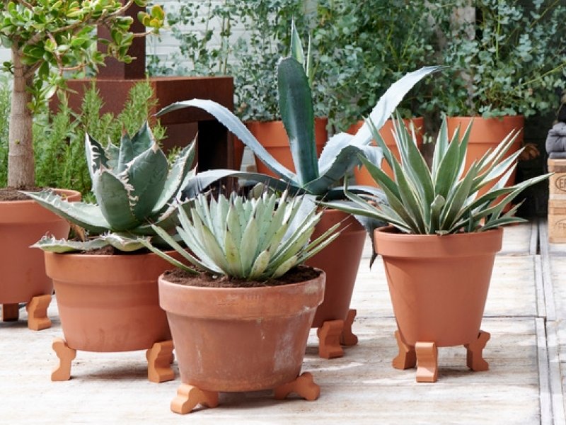 Zorgeloze Zomertijd: tuinplanten van de maand augustus 2019 Zorgeloze Zomertijd: tuinplanten van de maand augustus 2019