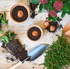 Het vergeten plantseizoen