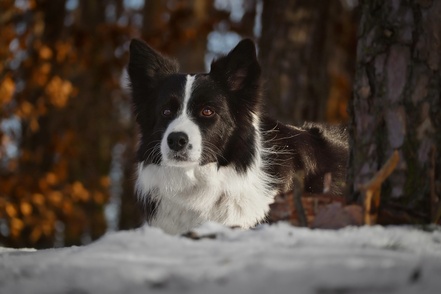 Huis- en tuindiertips tijdens koude winterdagen