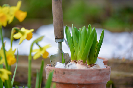 tuinkalender januari