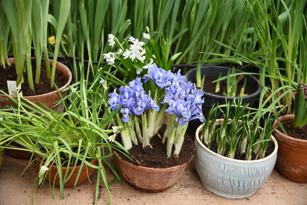 Toptips voor het planten van bloembollen Tuincentrum Coppelmans