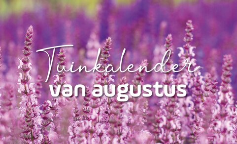 tuinkalender augustus