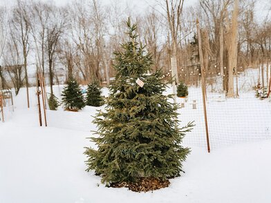 Welke kerstboom verliest het minste naalden?