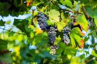 Blog | Angela's moestuin pagina