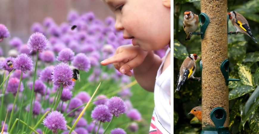 Tuincentrum Coppelmans | Dieren in de tuin | Vlinders | Vogels | Bijen
