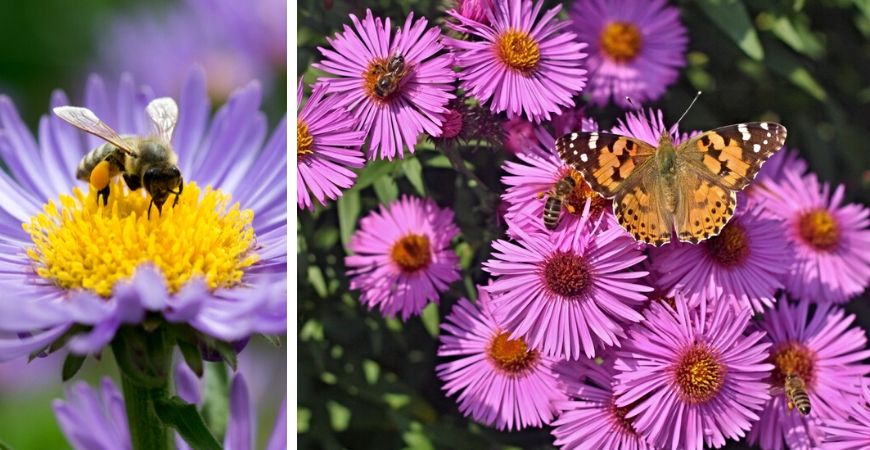 Tuincentrum Coppelmans | Dieren in de tuin | Vlinders | Vogels | Bijen