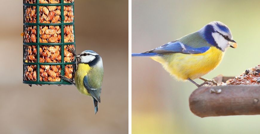 Tuincentrum Coppelmans | Dierenwinkel | Vogels