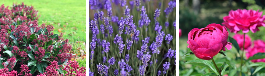 Tuinplanten kopen | Tuincentrum Coppelmans