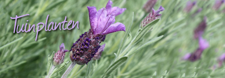 Tuinplanten kopen