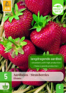 5 FRAGARIA / STRAWBERRIES ELSANTA