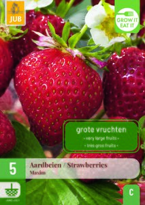 5 FRAGARIA / STRAWBERRIES MAXIM