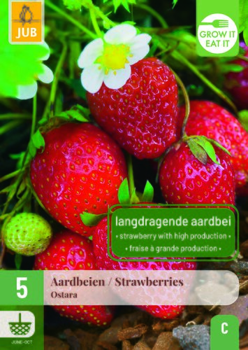 5 FRAGARIA / STRAWBERRIES OSTARA