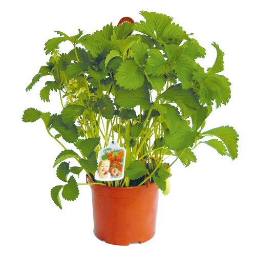 Aardbei in hangpot - afbeelding 1