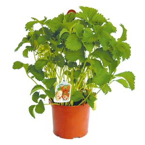 Aardbei in hangpot - afbeelding 1