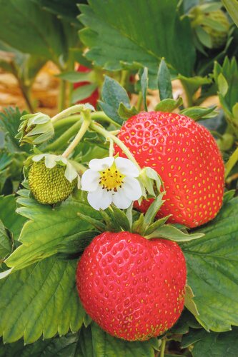 Aardbei in hangpot - afbeelding 2