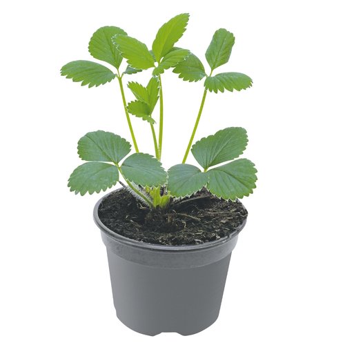 Aardbeienplantje, in 9cm-pot - afbeelding 1
