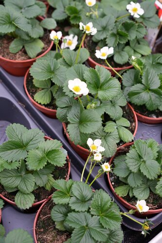 Aardbeienplantje, in 9cm-pot - afbeelding 3