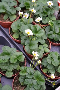 Aardbeienplantje, in 9cm-pot - afbeelding 3