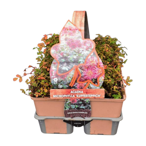 Acaena microphylla 'Kupferteppich' in sixpack
