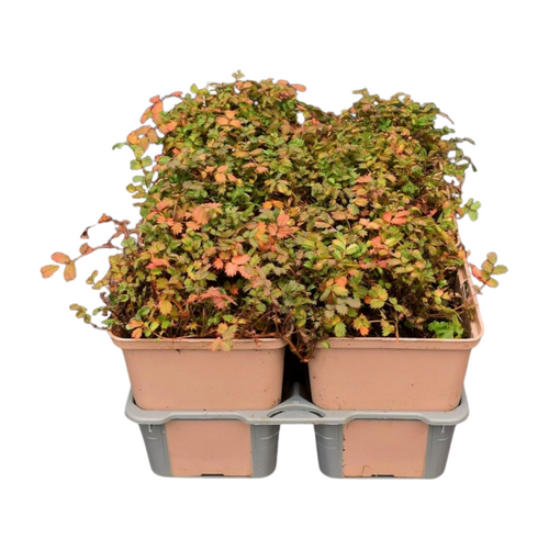 Acaena microphylla 'Kupferteppich' in sixpack - afbeelding 2