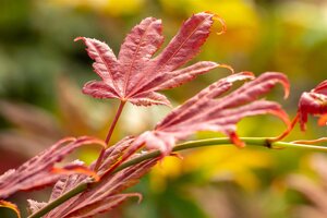 Acer shirasawanum Moonrise - afbeelding 2