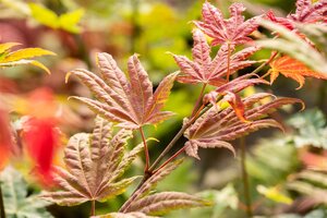 Acer shirasawanum Moonrise - afbeelding 3