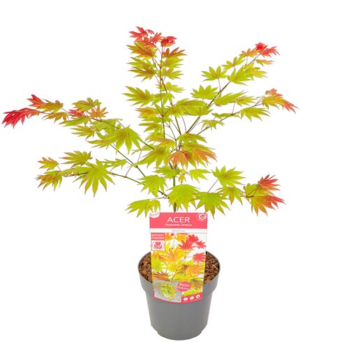 Acer shirasawanum Moonrise - afbeelding 1